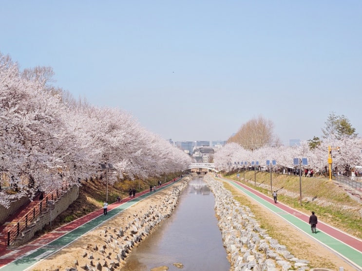  서울 벚꽃 당장 이번주에 가세요!  양재시민의숲 실시간