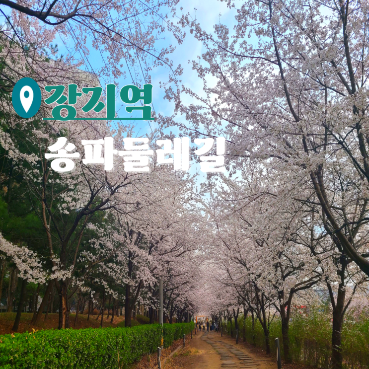  서울 숨은 벚꽃 명소 송파둘레길 벚꽃나들이