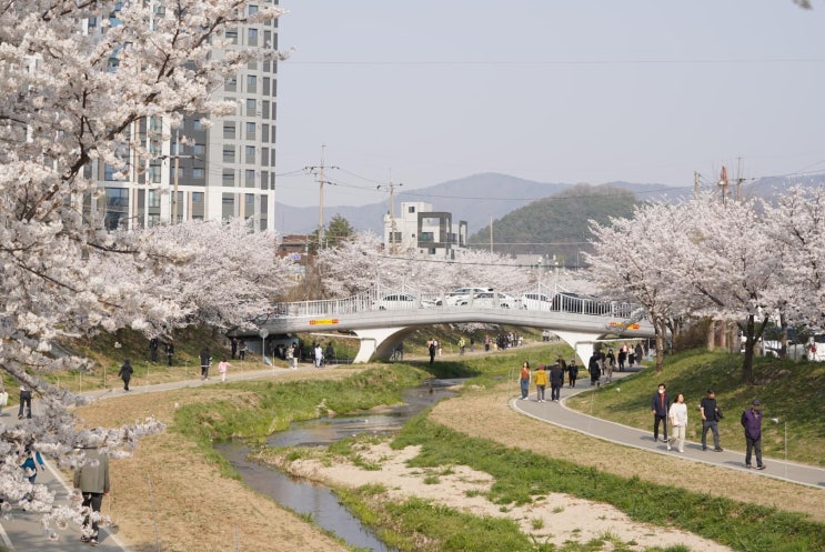 천안 가볼만한곳 벚꽃 만개한 원성천 문화가 흐르는 산책로 | 천안시청페이스북