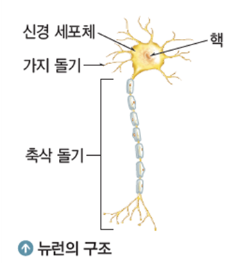 생명과학 뉴런의 구조와 종류 : 네이버 블로그