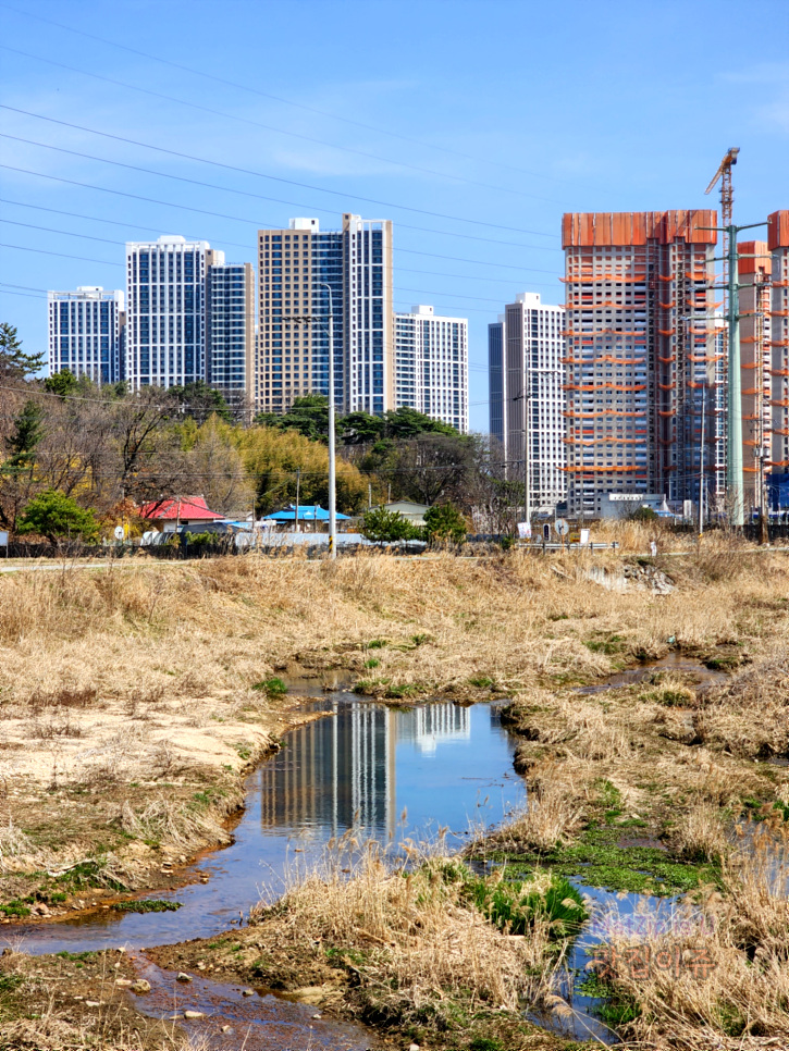  봄맞이 관평천 산책