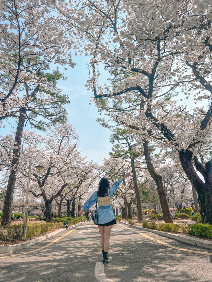 정독도서관 주차 요금 및 서울 벚꽃 명소