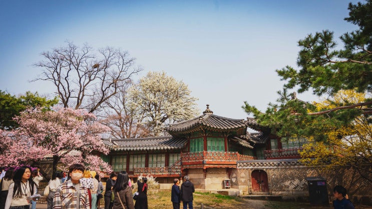  2023년 봄 창덕궁: 만첩홍매, 산수유, 처진올벚나무, 돌배나무가 모두 꽃을 피우다.