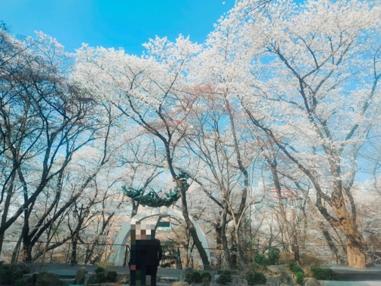  경희대 벚꽃