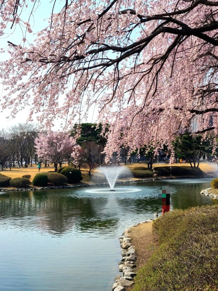 대전 아이와가볼만한곳 추천 화폐박물관 카이스트 테미공원 벚꽃 명소 대전 아이와가볼만한곳 추천 화폐박물관 카이스트 테미공원 벚꽃 명소
