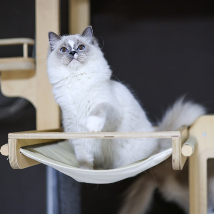  고양이 나이 계산기 차트, 랙돌 사람 나이 변환 6가지 단계와 특징