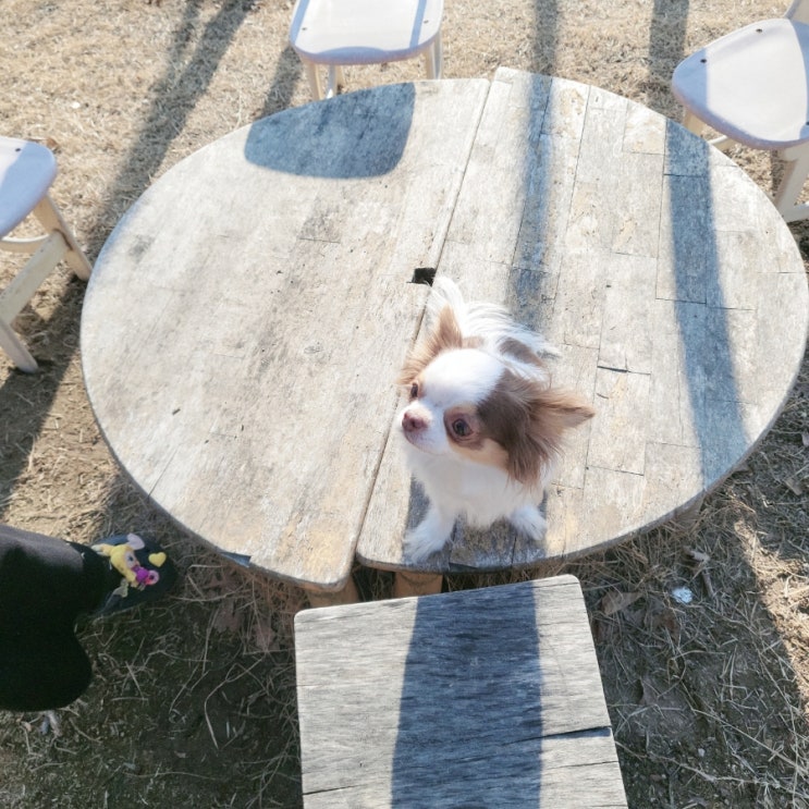  [괴산 여행] 애견 동반 펜션 추천_오테힐