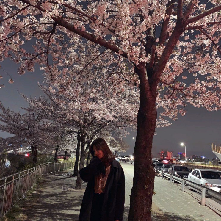 서울 벚꽃 명소 여의도 벚꽃축제 윤중로 벚꽃길 한강공원, 벚꽃나무 개나리 보고 왔어요 밤벚꽃 최고