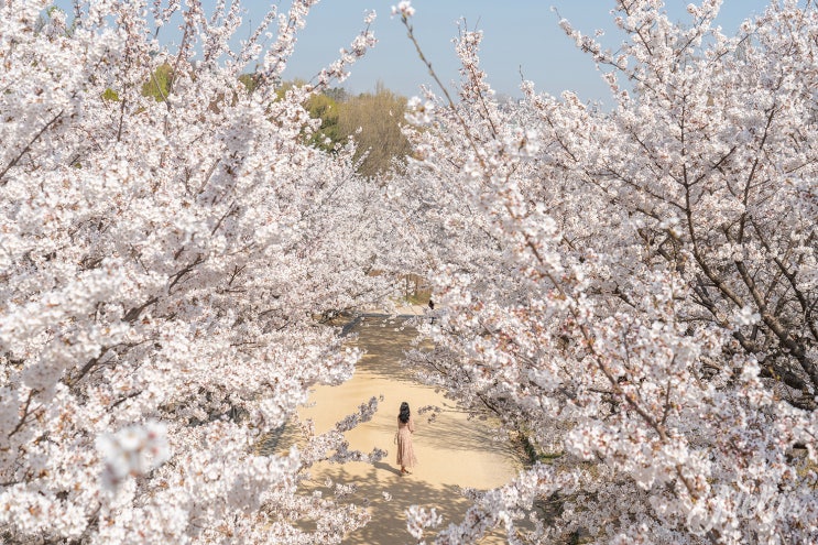 서울숲 벚꽃 만개 주차, 벚꽃길 위치