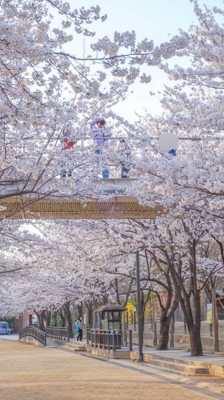  23/3/30 서울숲 벚꽃 만개
