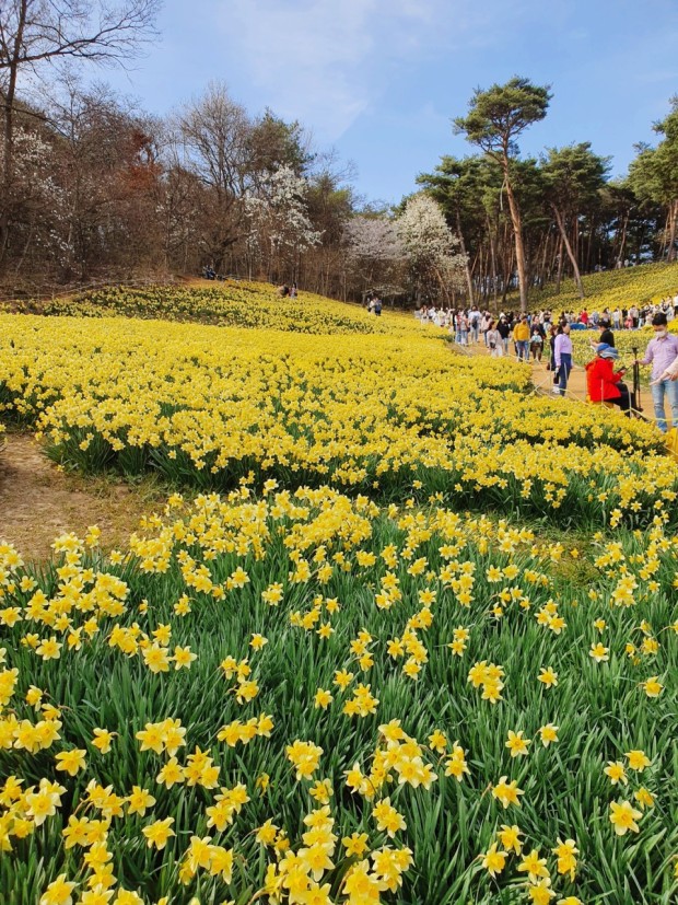  서산 수선화 축제