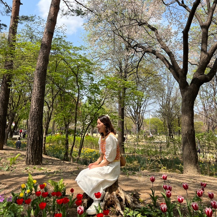 서울숲 튤립보며 성수동 데이트하세요 (벚꽃 봄봄축제)
