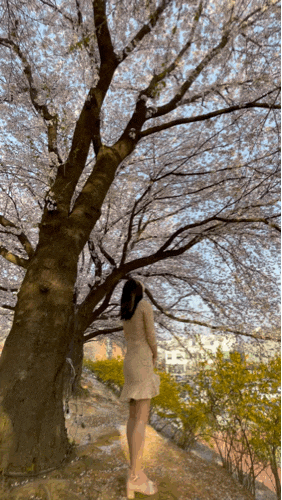  [경기/평택] 벚꽃 명소 인생 사진 꿀팁_평택대학교