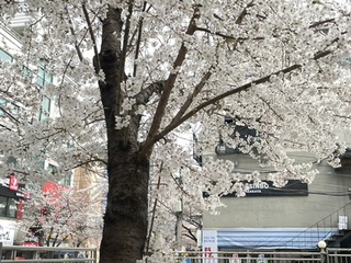 벚꽃놀이 벚꽃구경 명소 추천 합정카페거리 홍대 솔내길미용실 카이정헤어 마포합정역점