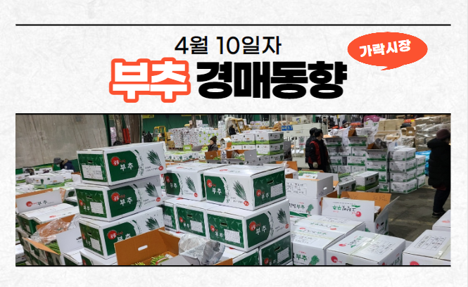  [경매사 일일보고] 4월 10일자 가락시장 부추 경매동향을 살펴보겠습니다!