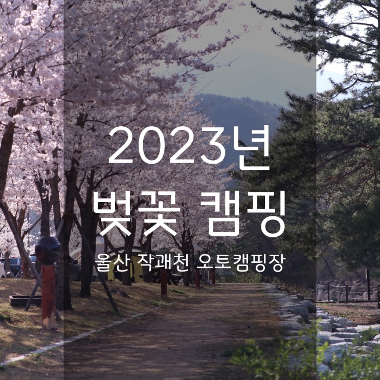 울산 울주 작괘천오토캠핑장 2023년 벚꽃 캠핑