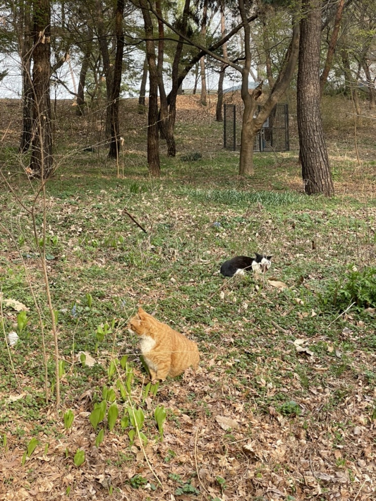  오랜만의 일기  창경궁 홍매화 나들이, 공차 펄케이크, 혜화 화화담, 봄옷 쇼핑, 레트로문, 메이윤 모달티 등등 