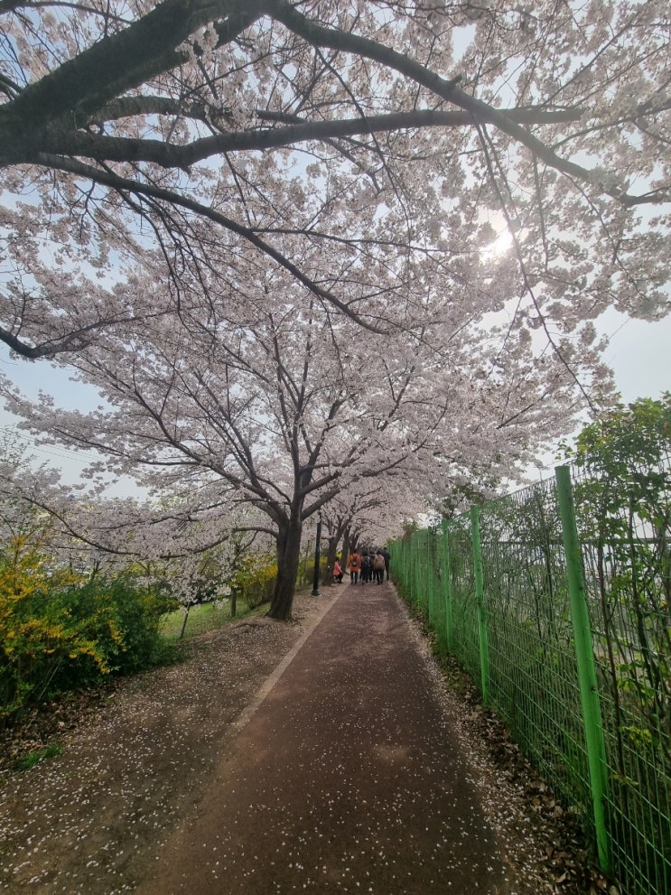  구포역-북구청 삼락 벚꽃길 따라 산책