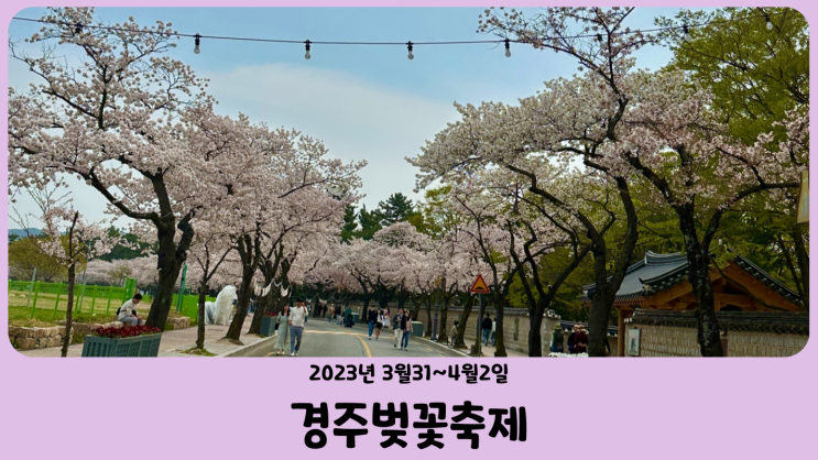 2023년 경주벚꽃축제 대릉원 돌담길 (3월 31일 ~ 4월 2일)