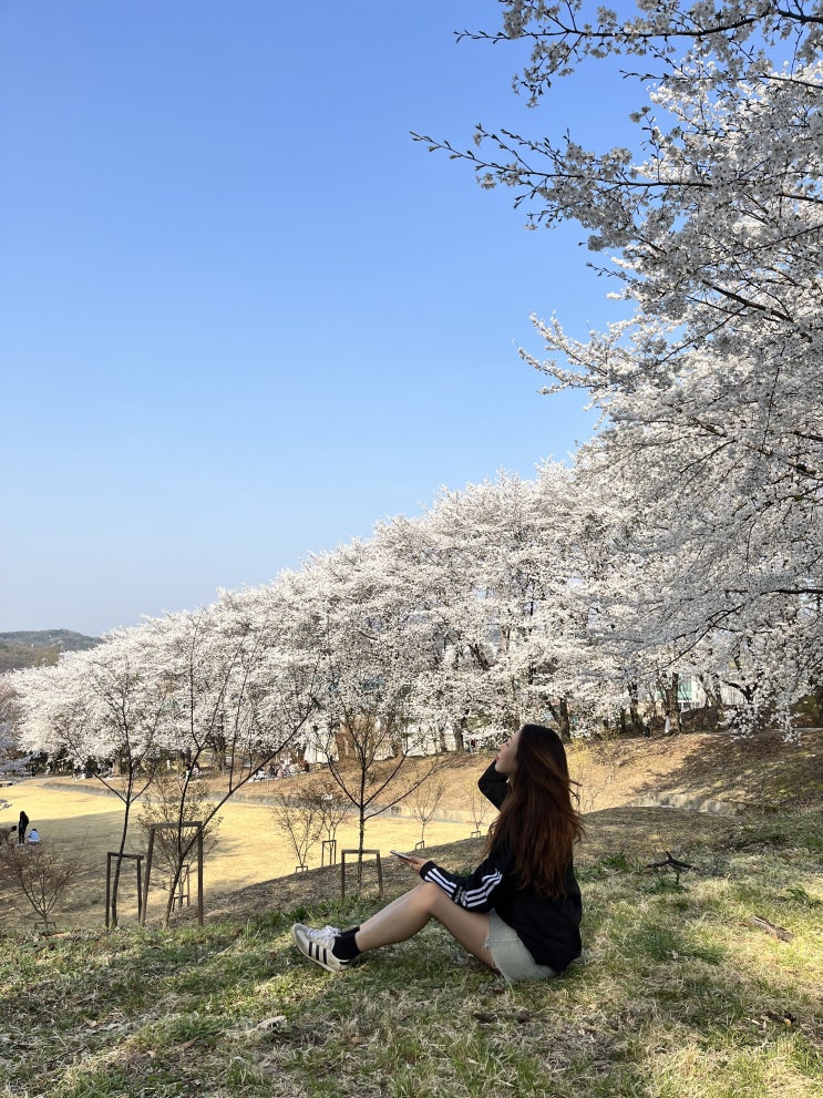  카이스트벚꽃 만개했나