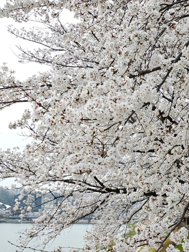  [남원여행] 요천 벚꽃길, 가장 아름다운 벗꽃을 만나다