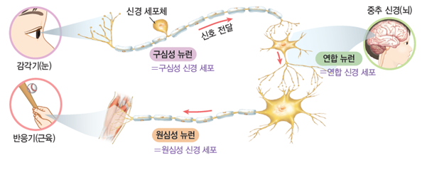 생명과학 뉴런의 구조와 종류 : 네이버 블로그