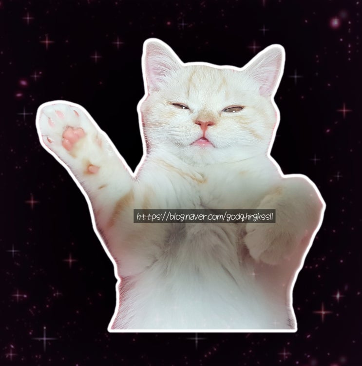  고양이 키우는 집사 결혼 준비하기 ::