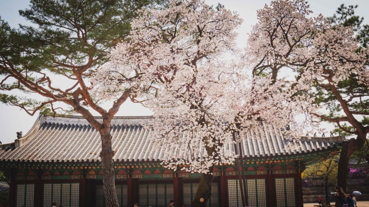  2023년 봄 창경궁 : 꽃은 만발하고 녹음을 드리우기 시작했다.