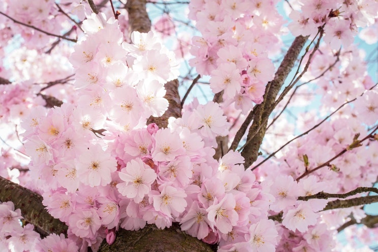 4월 이야기 대한민국 2023년 벚꽃 개화시기 가볼만한 벚꽃명소