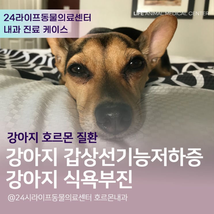 대구24시동물병원 심장병 강아지 갑상선기능저하증 강아지 식욕부진 증상 대구24시동물병원 심장병 강아지 갑상선기능저하증 강아지 식욕부진 증상