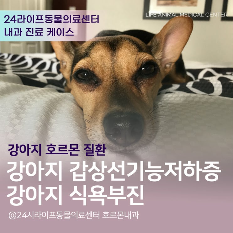 대구24시동물병원 심장병 강아지 갑상선기능저하증 강아지 식욕부진 증상