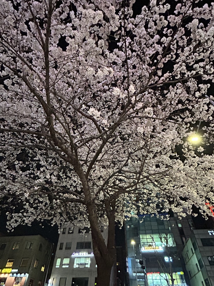  3월 30일 벚꽃길과 붕어빵