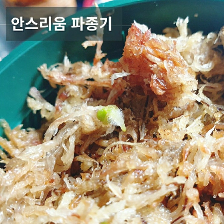  안스리움 파필리라미넘 씨앗 파종(12일차)