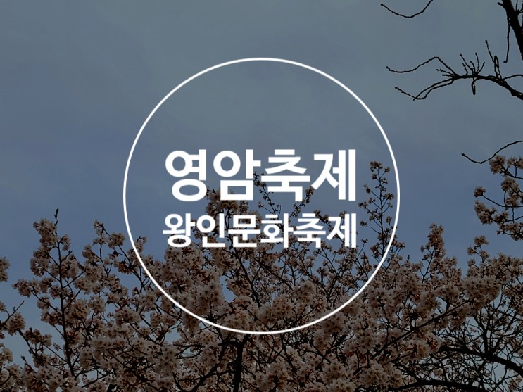 영암 왕인박사유적지 / 왕인문화축제 먹거리 / 만개 벚꽃 포토스팟