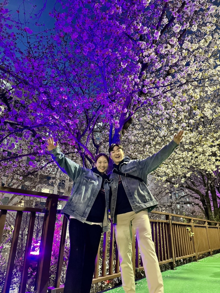 장한평 벚꽃 안길 밤 산책, 서울 꽃구경 명소 개화시기
