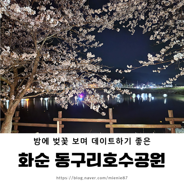 [광주 전남 벚꽃 데이트] 밤에도 야경이 너무 예쁜 화순 동구리 호수 공원 + 4/1 실시간 개화 상황