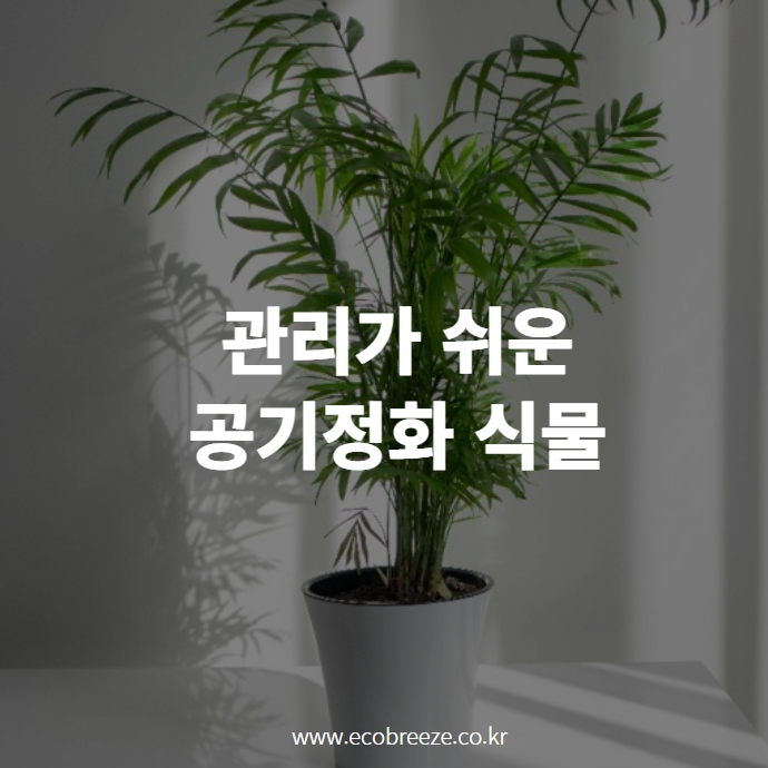  [새집증후군 ep2] 관리 쉬운 공기정화식물, 야레카야자