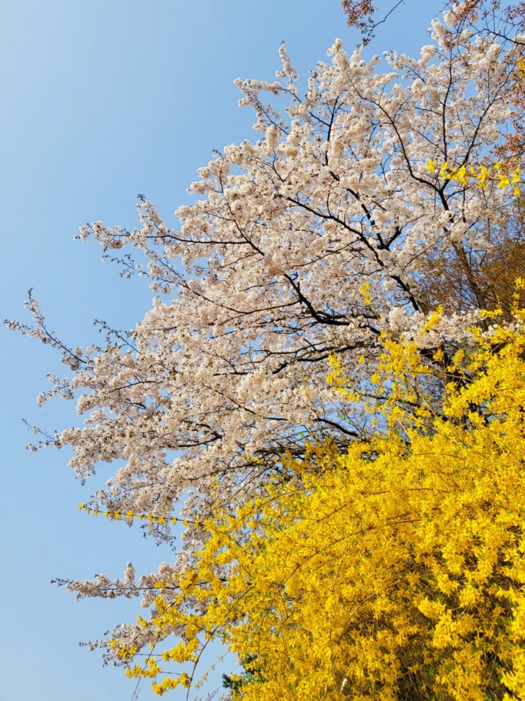  낙산공원 /벚꽃, 개나리, 매화, 목련 / 꽃구경/ 산책