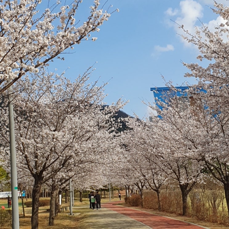 벚꽃과 함께 돌아온 앵그리 망고 벚꽃과 함께 돌아온 앵그리 망고