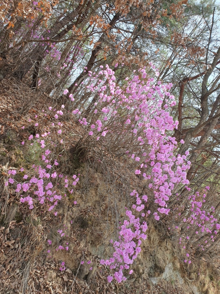 2023년 목청 산행 시작 그리고 산꾼이 추천하는 산나물 2023년 목청 산행 시작 그리고 산꾼이 추천하는 산나물