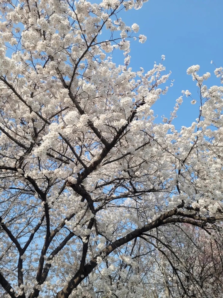  수원 서호공원 벚꽃놀이 실시간 개화 상태(주차장 정보 / 함께 가볼만한 곳 추천)