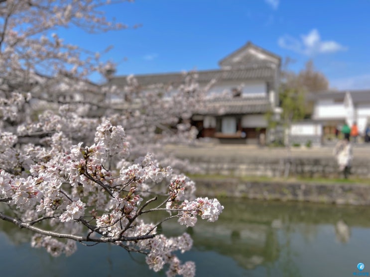 오사카 근교 여행 : 오카야마 구라시키 미관지구 뱃놀이 벚꽃 구경+오카야마성, 히메지성