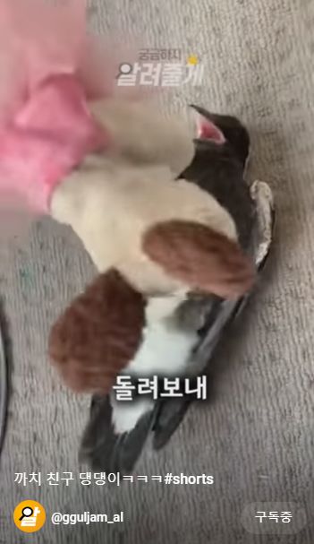  신기하고,재미있는 동물의 영상을 쇼츠로 소개하는 '궁금하지,알려줄게'