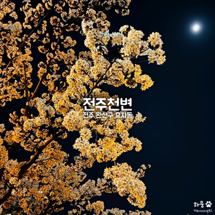  전북 전주 벚꽃명소 천변 야경｜개화시기｜현황