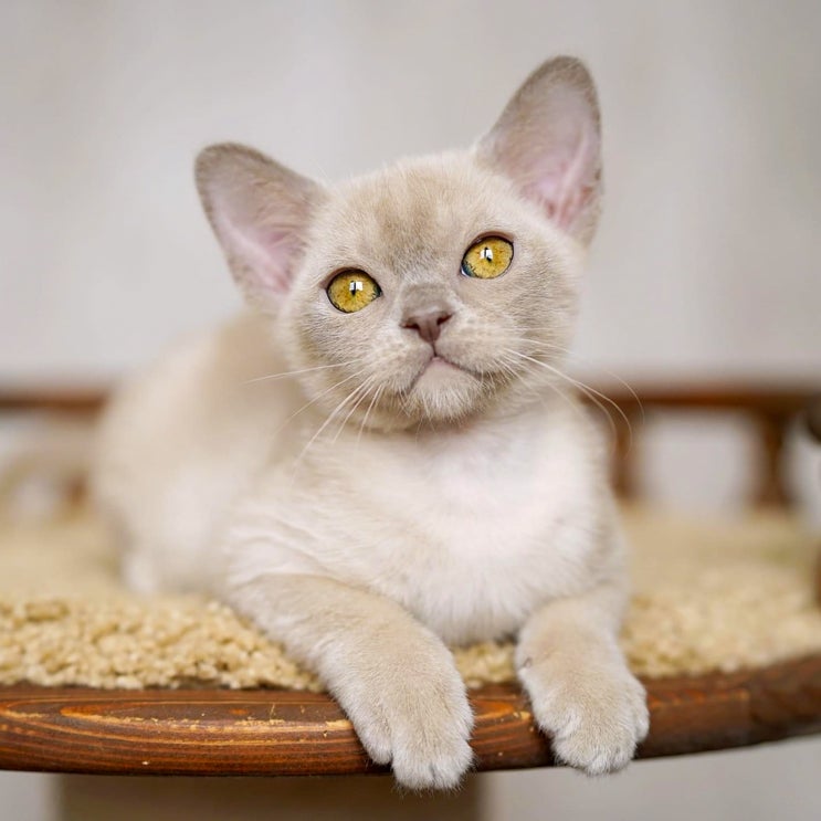 버미즈 포토, 갈색 고양이 샴 교배 품종 유러피안 성격 특징 종류 기본정보
