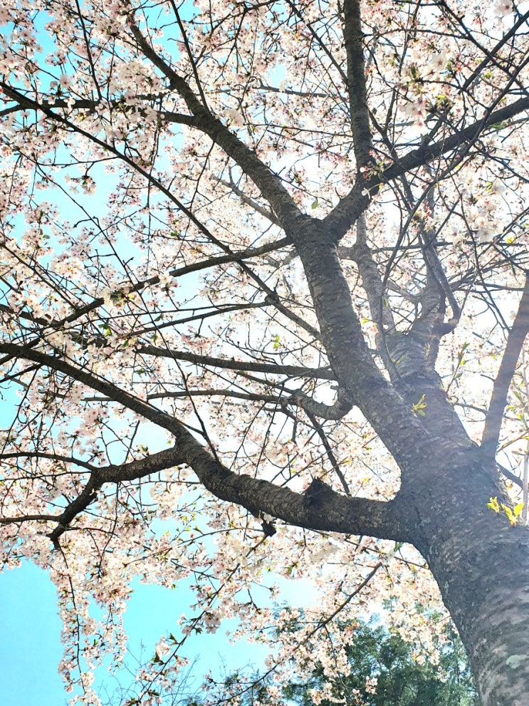  그늘 - 화수필, 꽃 핀 날들, 숙명적 삶