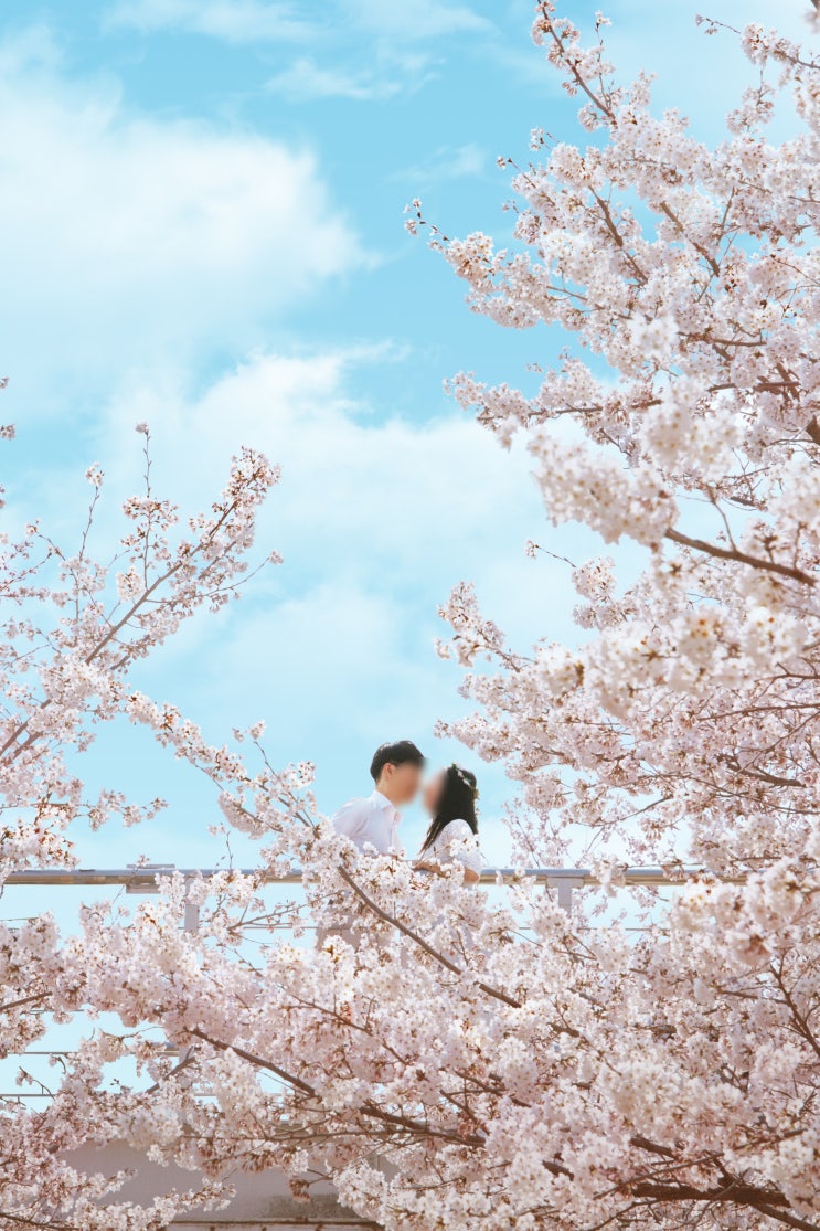 2023년 서울숲 벚꽃은 이번주 절정!