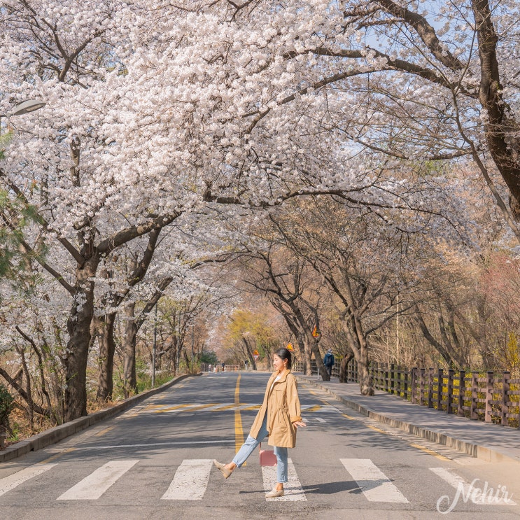 서울 벚꽃 명소 워커힐 호텔 벚꽃길 드라이브 서울 벚꽃 명소 워커힐 호텔 벚꽃길 드라이브
