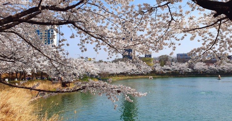 잠실 석촌호수 벚꽃소식 - 서울 벚꽃여행지 잠실 석촌호수 벚꽃소식 - 서울 벚꽃여행지