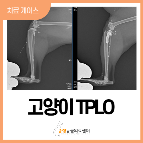  고양이슬개골, 십자인대파열로 인한 고양이TPLO 수술(고난도 외과수술 전문, 경기광주 송정동물의료센터)